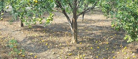 Sweet Orange Fruit Fall