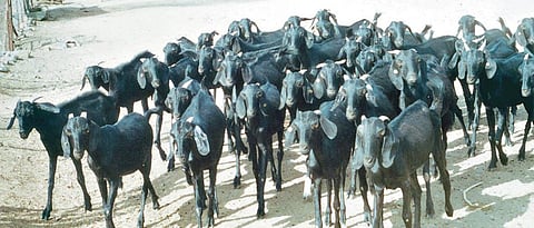 `Semi-enclosed goat rearing for profitable goat rearing`