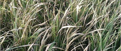 भातावरील पर्ण करपा, कडा करपा रोग नियंत्रण