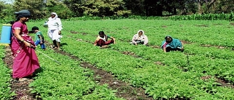Agriculture Workshop Nashik News