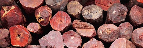 Red Sanders
