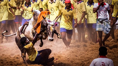 Jallikattu, Image for representative purposes