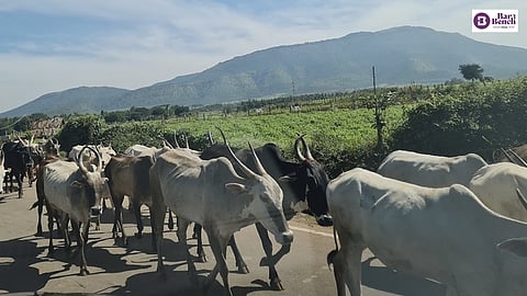 Cows