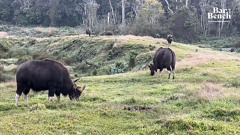 Bison