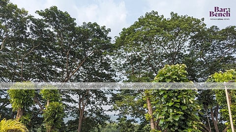 Trees (image for representational purposes only)