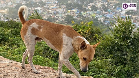Stray Dog