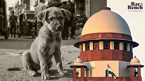 Supreme Court, Stray Dog