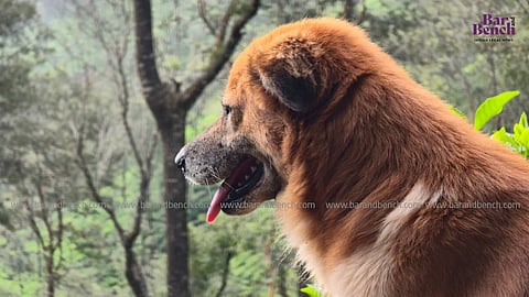 Dog