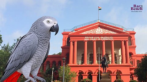 African grey parrot