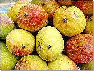 IP Matters Brain League secures GI Tag for Mangoes Tirumala Laddu GI Certification in Supreme Court