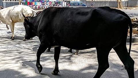 ಗೋಹತ್ಯೆ ನಿಷೇಧ ಮಸೂದೆಯಲ್ಲಿರುವ ಪ್ರಮುಖ ಅಂಶಗಳೇನು?