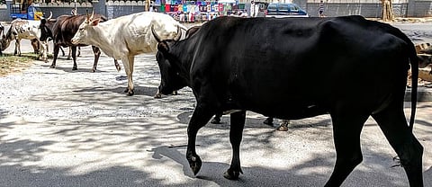 Cattle slaughter