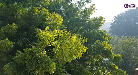 Trees