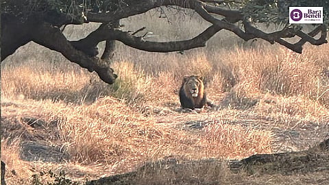 Gir National Park