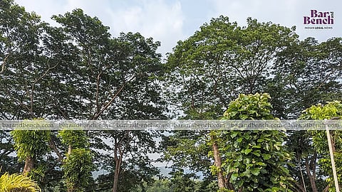 Trees