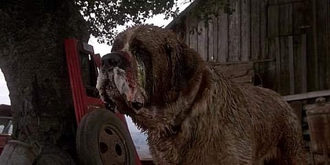 Rattlesakes to be a sequel to Cujo