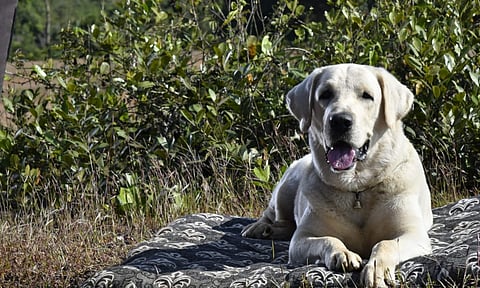 Dog takes the lead in Naanu Matthu Gunda 2