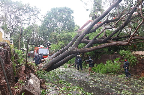 Donate pieces of fallen trees to the cemetery