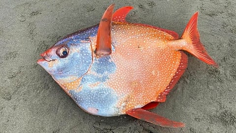 Opah Fish found in America
