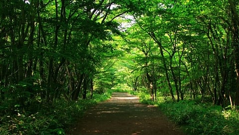 मेळघाट पर्यटनासाठी खुले