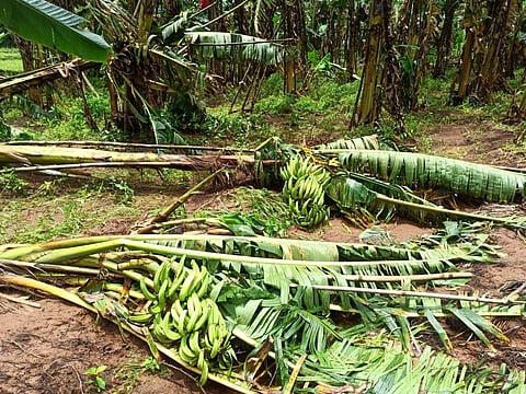 Goa: Banana Tree Fallen in Pernem, Goa.