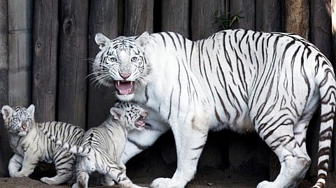 International Tiger Day: White Tiger found in Ranthambore, Madhya Pradesh