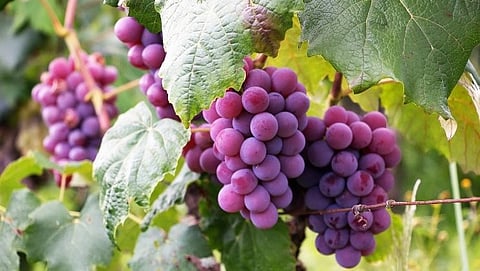 Ruby Roman Grapes