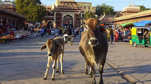 Goa: गोधनाच्या हत्येला जबाबदार कोण?