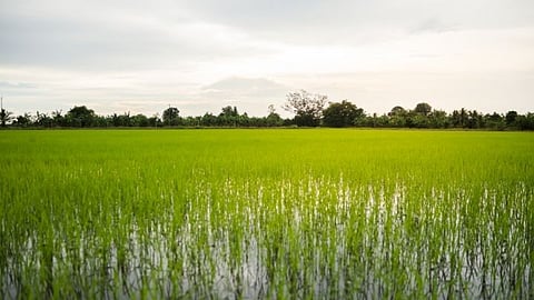 water is flowing into the fields