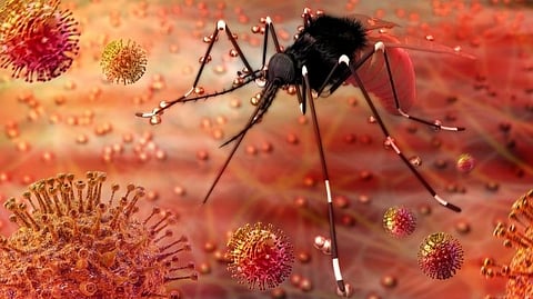 Zika Virus