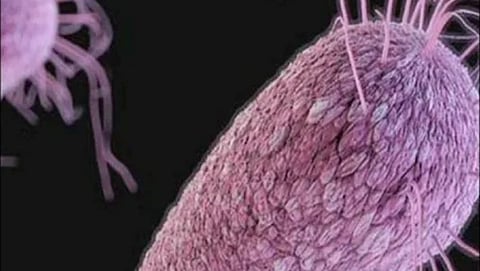 Candida Auris