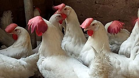Goa Chicken prices