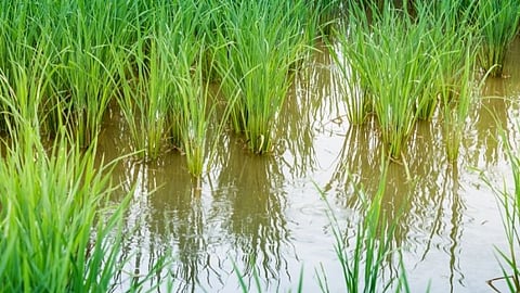 Rice Farm