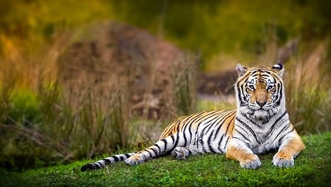 Symbolic Image of Tiger