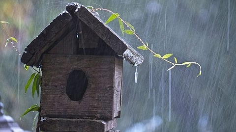 Rain Updates