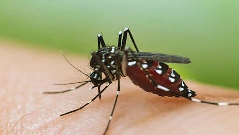 वास्को पाठोपाठ आता फोंडा तालुक्यातही डेंग्यूचे रुग्ण वाढत असल्याने आरोग्य खात्यासाठी ही बाब डोकेदुखी ठरली आहे.