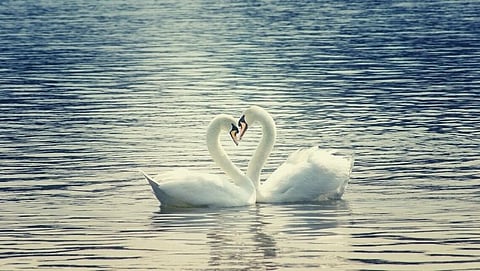 A picture of a swan should be put in home