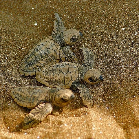 Agonda Beach News, Agonda turtle protection sites News