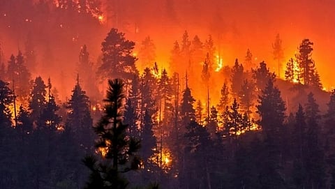 Forest Fire in Goa