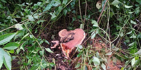 The trees were cut down and stolen in Goa