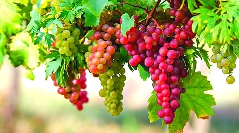 Grapes Benefits