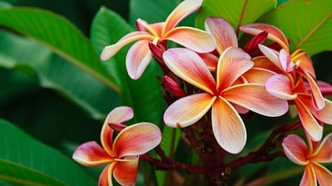 Frangipani