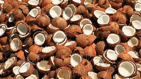 Goa Coconut
