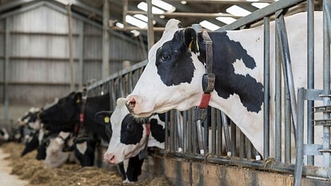 New agriculture scheme for Dairy business
