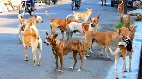 Stray dogs in Goa