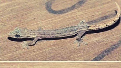 Researchers discover new species of gecko within Goa University