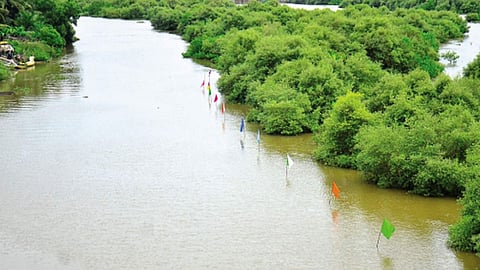 Sal River | Goa News