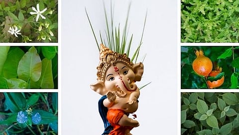 पूजनीय पत्रीचे औषधी उपयोग