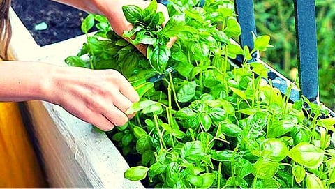 Keep these things in mind while planting Basil plant at home