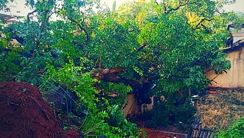Sanquelim साखळीत घरावर कोसळला आम्रवृक्ष